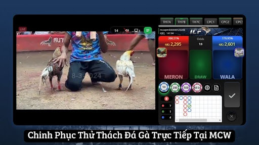 Chinh Phục Thử Thách Đá Gà Trực Tiếp Tại MCW