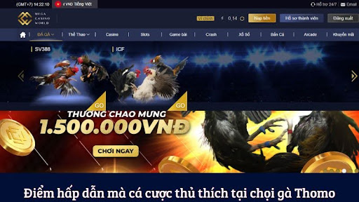 Chọi Gà Thomo - Hành Trình Tìm Kiếm Nhà Vô Địch Đá Gà