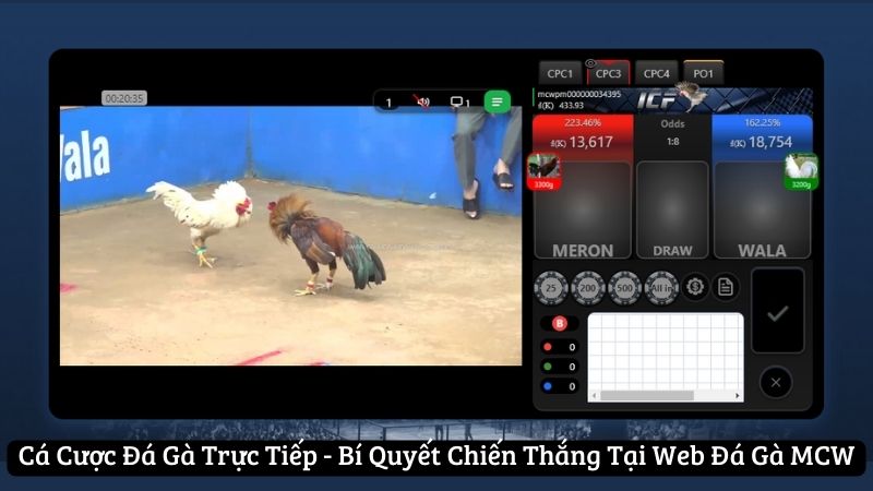 cá cược đá gà trực tiếp